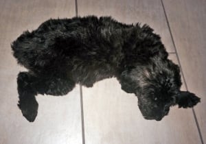 bc-140627-caspar-stickly-puppyjpg