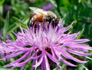 Wild Bees