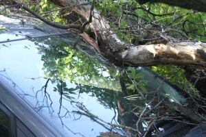 Tree lands on car