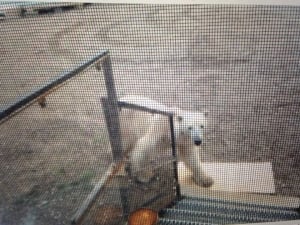 2-charlotte-nochasak-polar bear-june-26-2014