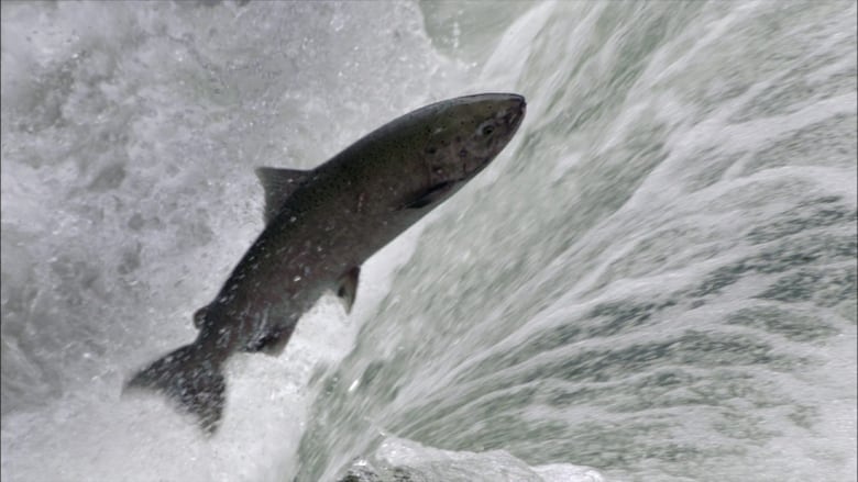 Widespread Recreational Salmon Fishing Ban on B.C.'s North Coast