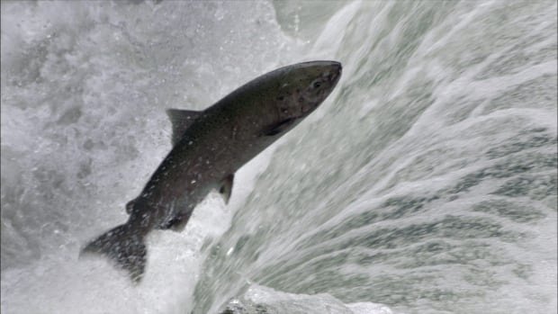 Salmon