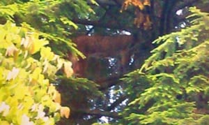 bc-140701-cougar-tree