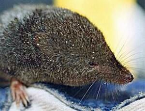 bc-140702-pacific-shrew.jpg