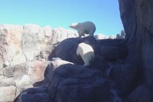 Polar bears