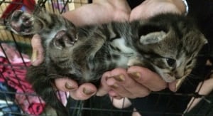 kitten rescued in Buckmaster's Circle fire