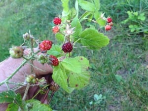 Wild Berries 11