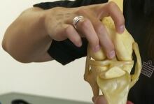 ACL in knee joint