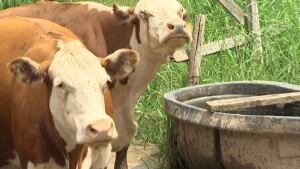 cows