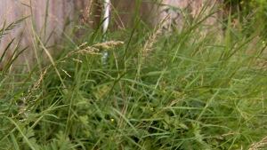 Green grass