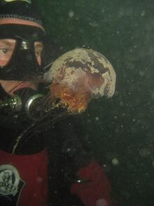 Lucas Brotz and jellyfish