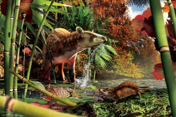 Early tapir and hedgehog