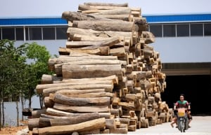 China Illegal Timber