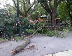 Parc De Lorimier fallen tree branch