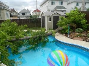 laval tree wind storm