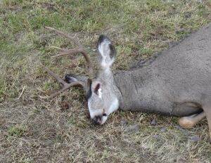 Edson poaching case