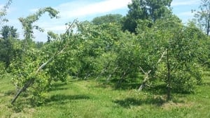Pear trees