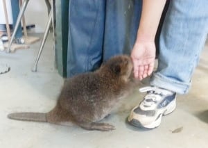 Beaver kit