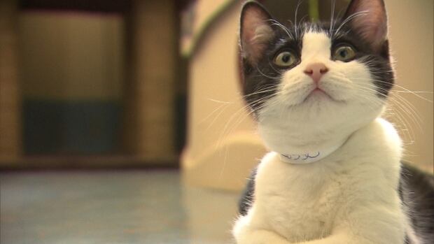 animal shelter montreal