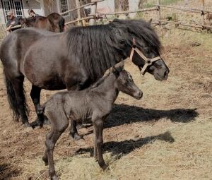 Pony Project