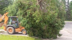Kings Landing fallen trees