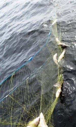 dead fish caught in net