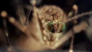 mosquito fogging