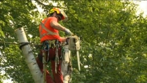 Tree clean up