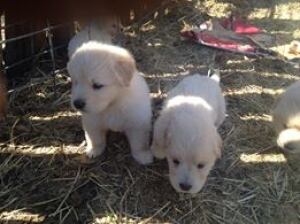 Pyreneese puppies