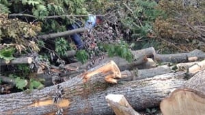 Reg Anderson cuts firewood from pile of Arthur-damaged trees in Fredericton