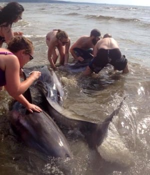 beachgoers rescue white-beaked dolphins