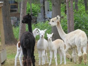 Espanola Alpaca Farm