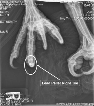 Eagle x ray