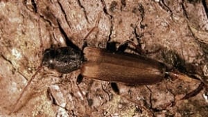Brown spruce longhorn beetle