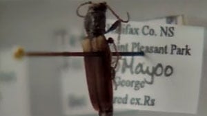Brown spruce longhorn beetle