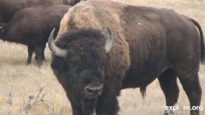 bison webcam