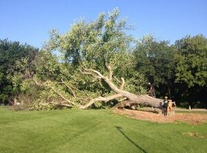 Old tree cut down