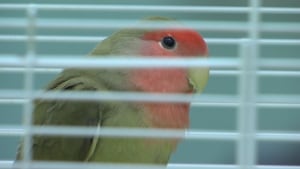 love bird