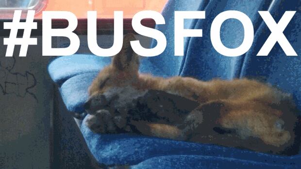 It didn't take long for the #busfox hashtag to trend in Ottawa after a cute photo of a fox was published online by the CBC's Stu Mills.
