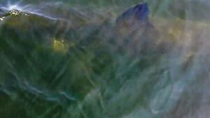 Great White Shark