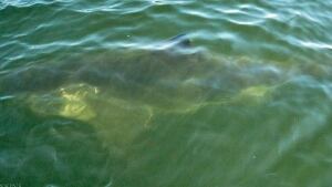 Great White Shark