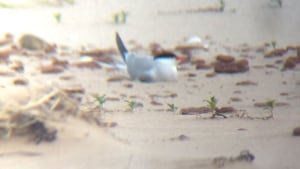 Tern on beach