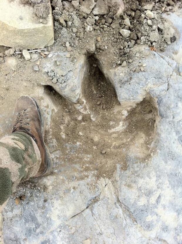 Tyrannosaur track