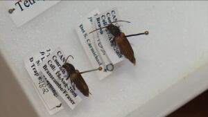 Brown Spruce Longhorn Beetle