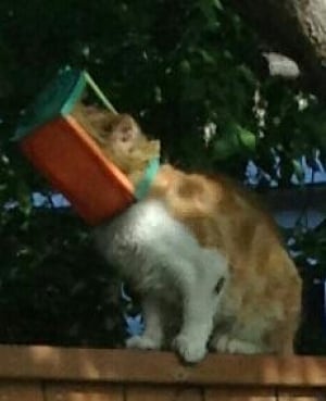 Cat with head in bird feeder