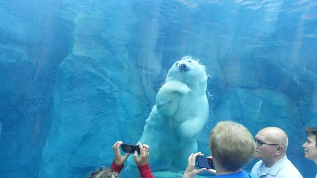 Polar bears