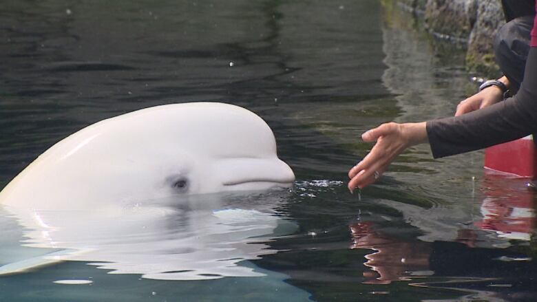 Georgia Aquarium's Beluga Whale Capture Comes Under Fire