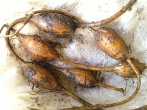Wild potato or groundnut (Apios americana)