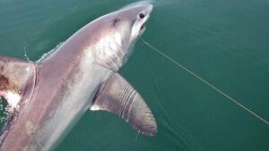 Porbeagle Shark
