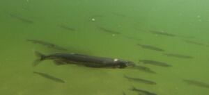 Capelin in Bellevue NL